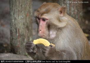 尼加拉瓜吃猴子视频播放,野生动物生存现状引发关注
