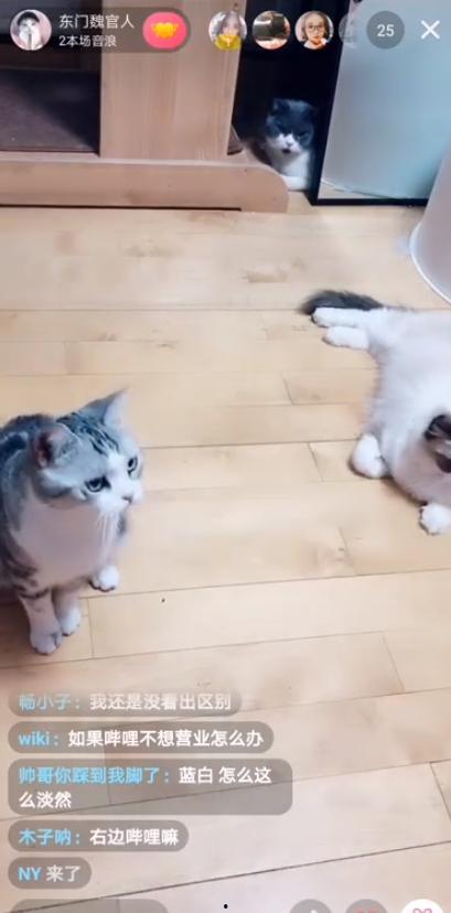 抖音大猫女孩吃瓜视频,揭秘娱乐圈幕后故事